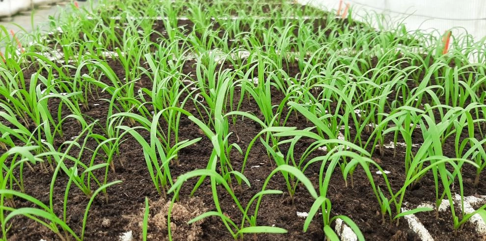 Imagen del artículo El CITA publica un artículo científico sobre los beneficios para la salud de las hortalizas aragonesas de hoja