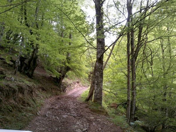 Imagen del artículo El Gobierno de Asturias inicia las obras de mejora de la pista de acceso a Vallimoru, en la Reserva de la Biosfera de Ponga