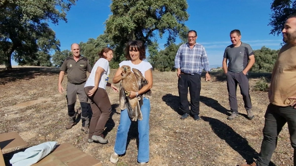 Image 0 of article Castilla-La Mancha consolida la recuperación del águila imperial ibérica en la región y se convierte en referencia mundial en la conservación de la especie