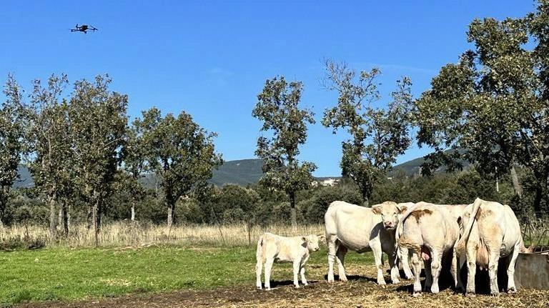 Imagen del artículo La Comunidad de Madrid ofrece a los ganaderos drones con cámaras térmicas para localizar animales enfermos