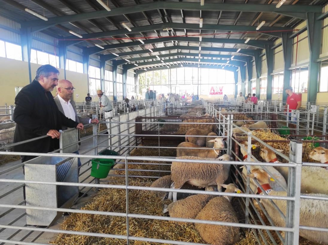 Imagen del artículo El Gobierno de Castilla-La Mancha apoya a los ganaderos de la raza de ovino segureño y destaca su prestigio y calidad