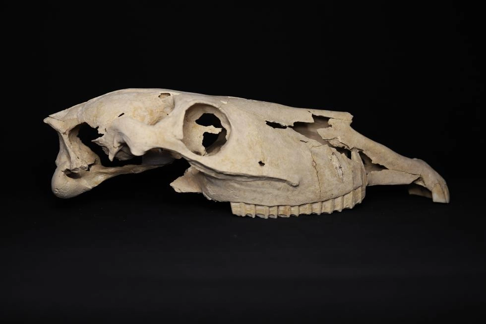 Imagen del artículo El IVCR+i restaura nueve cráneos de équidos hallados en la villa romana de Casas de Campo en Villena