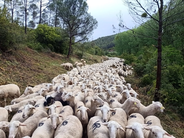 Imagen del artículo El Gobierno de Navarra completa el desbroce de 8 hectáreas de bosque en la vía pecuaria de los pastores salacencos a su paso por Cáseda y Lumbier