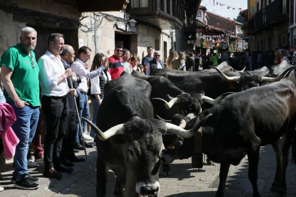 Imagen del artículo Guillermo Blanco y Javier López Marcano asisten en Cartes a la 'pasá' de vacas tudancas
