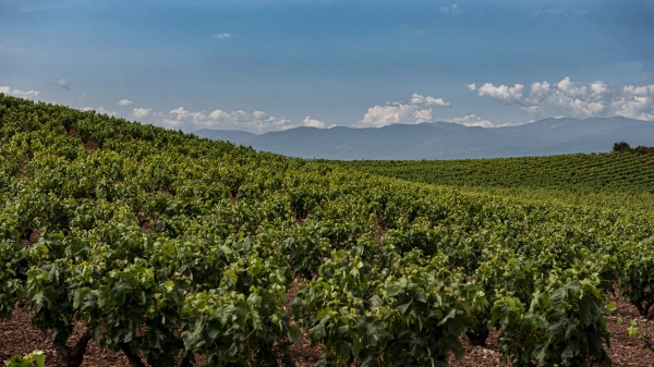 Imagen del artículo El Gobierno de La Rioja solicita al Ministerio de Agricultura la activación de la intervención de Cosecha en Verde para la campaña 2023/2024