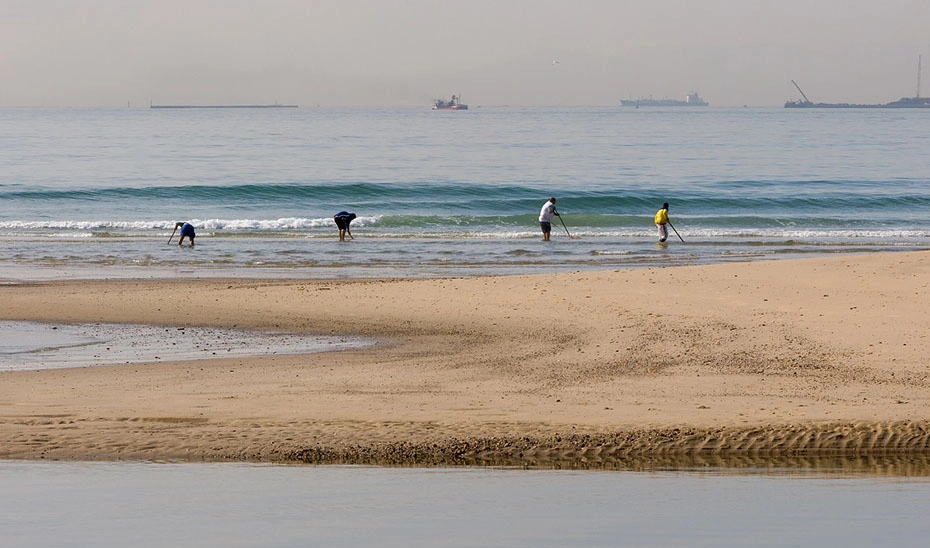 Imagen del artículo Convocadas las ayudas a los mariscadores de coquina del Golfo de Cádiz por la parada biológica