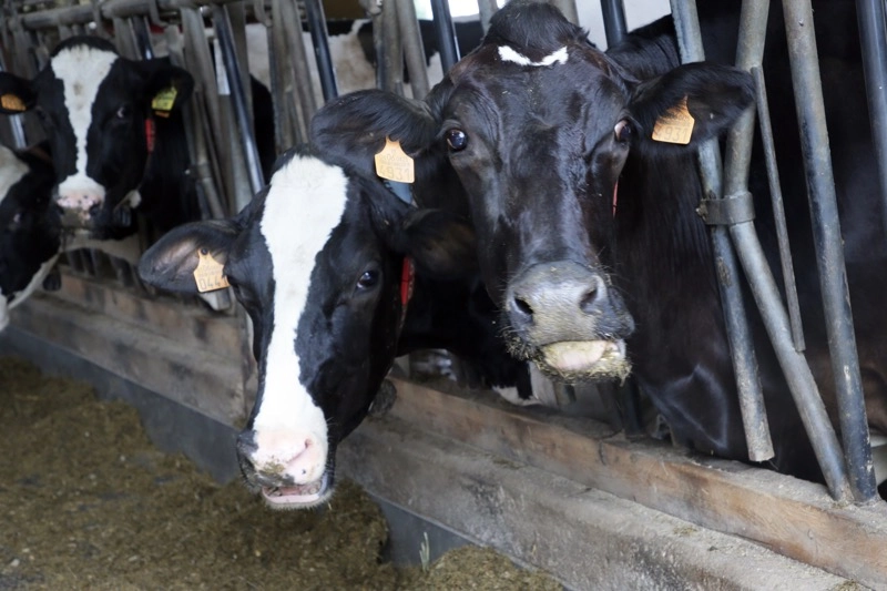 Imagen del artículo Desarrollo Rural destina 150.000 euros en ayudas para el saneamiento del ganado bovino