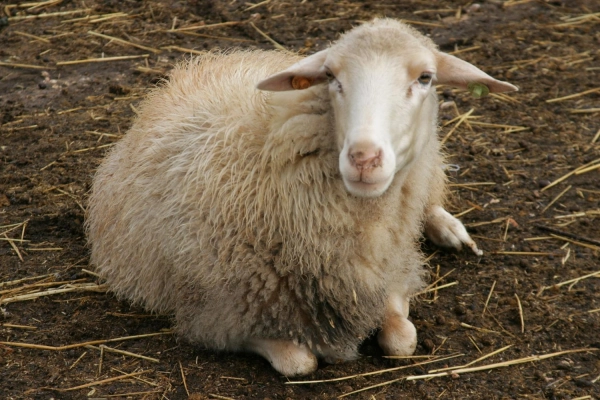 Imagen del artículo Agricultura autoriza el uso de la lana en las explotaciones de origen para usos agrícolas