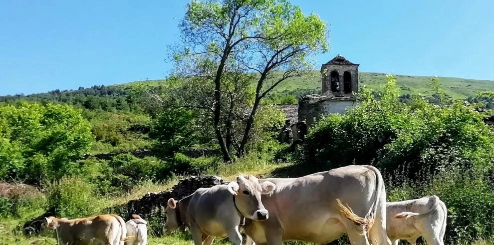 Imagen del artículo Presentación de los resultados finales de OPTIBOVIS, el proyecto para optimizar la producción de vacas nodrizas en La Comarca de La Jacetania