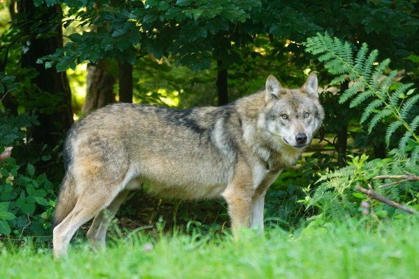Imagen del artículo El Gobierno de Cantabria informa de la decisión del Tribunal Supremo de confirmar la legalidad del Plan de Gestión del Lobo