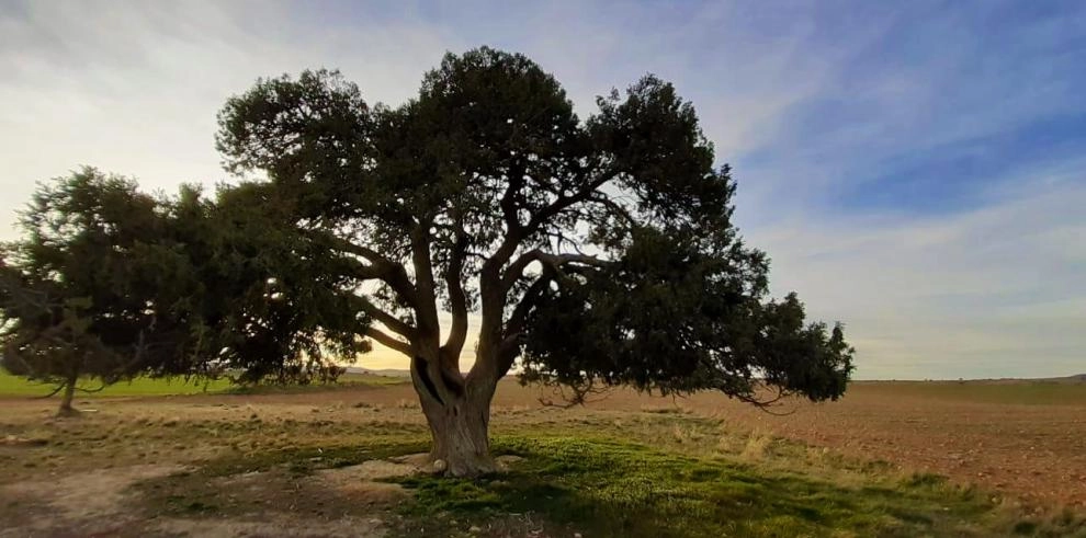 Imagen del artículo La Red Natural de Aragón propone un viaje por el fascinante mundo de los árboles para celebrar su día internacional