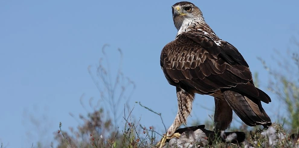 Imagen del artículo El Consejo de Protección de la Naturaleza lanza un podcast divulgativo sobre la Red Natura 2000 en Aragón