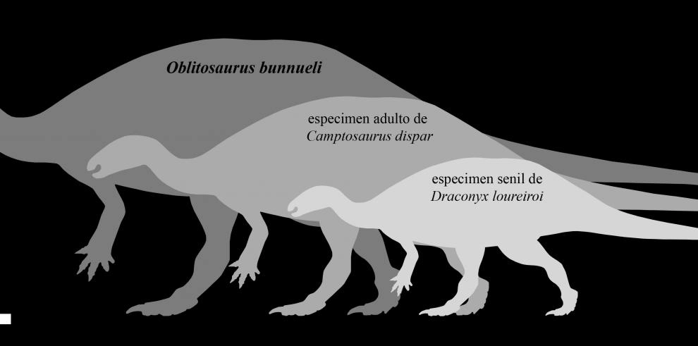 Imagen del artículo Investigadores de la Fundación Dinópolis descubren el mayor dinosaurio ornitópodo del Jurásico de Europa