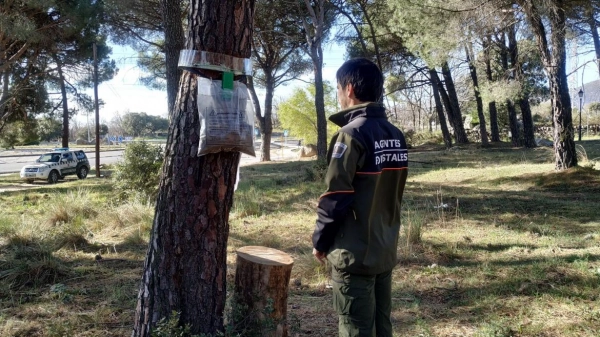 Imagen del artículo La Comunidad de Madrid supervisa más de 65.000 hectáreas de pinares de la región para detectar la presencia de la oruga procesionaria