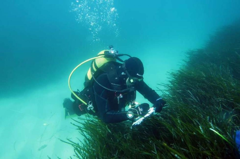 Imagen del artículo Las praderas de Posidonia oceanica presentan un incremento de su densidad durante 20 años en los espacios marinos protegidos del litoral valenciano