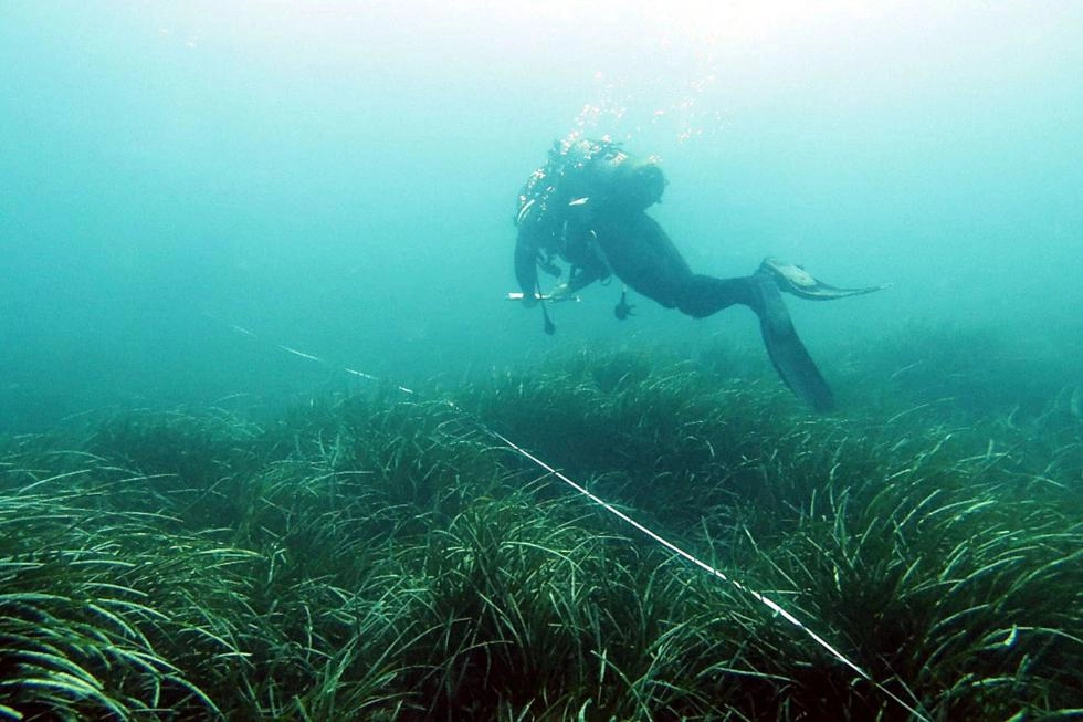 Image 1 of article Las praderas de Posidonia oceanica presentan un incremento de su densidad durante 20 años en los espacios marinos protegidos del litoral valenciano