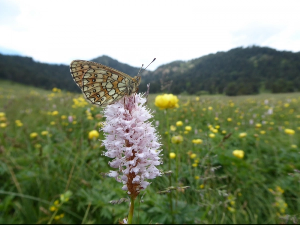 Imagen del artículo El Parc Natural de l'Alt Pirineu estudia les poblacions de papallones presents al Parc