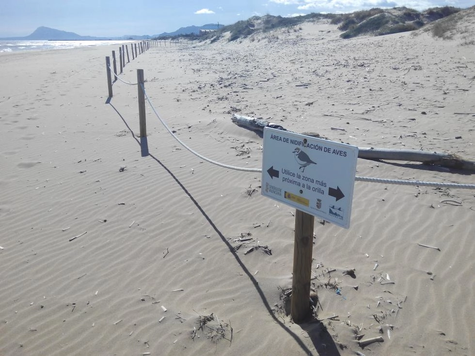 Image 2 of article Medio Ambiente reforzará la protección del Chorlitejo patinegro en las playas del litoral valenciano