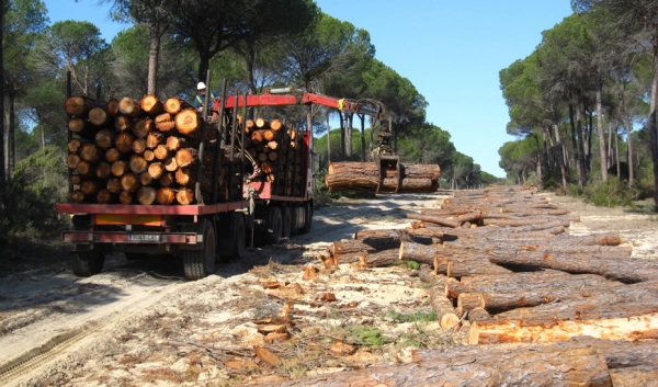 Imagen del artículo Sostenibilidad comparte el modelo de gestión de la madera de los montes andaluces en un foro nacional