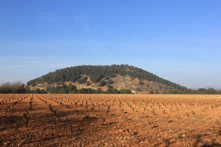 Imagen del artículo El Gobierno regional reclama al Ministerio de Agricultura que tenga en cuenta las demandas del secano en la modificación de la PEPAC