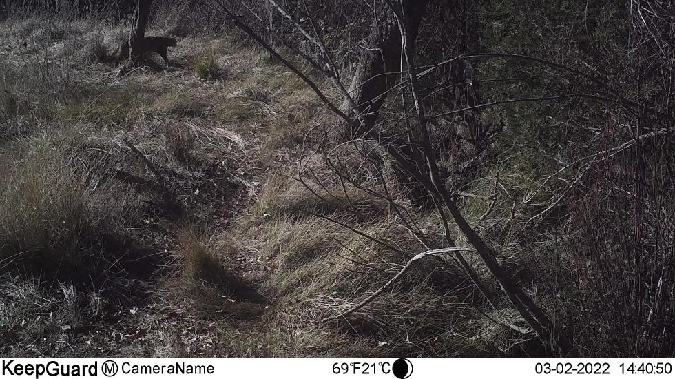 Imagen del artículo Medio Ambiente evalúa la presencia del gato montés en los bosques de la Comunitat Valenciana gracias al sistema de foto trampeo