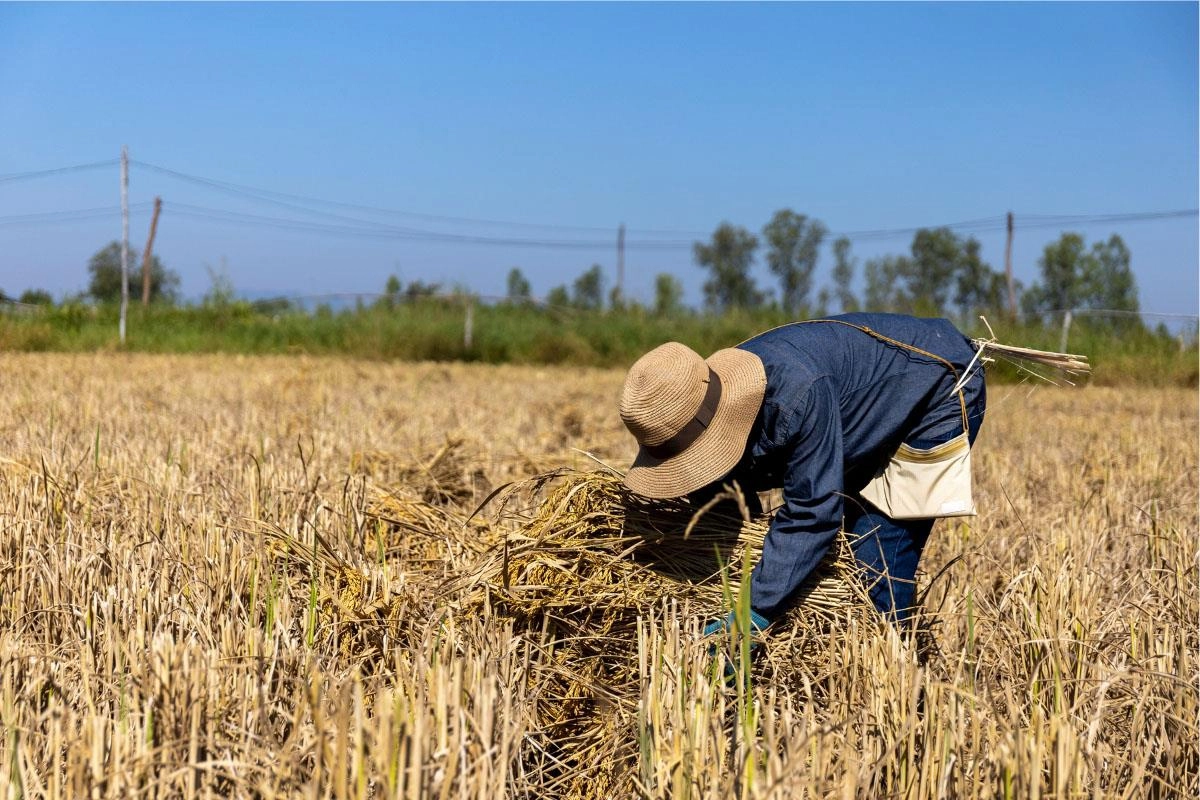 Imagen del artículo Agricultura, Pesca y Alimentación eleva a 258,9 millones de euros el pago de las ayudas a productores de tierras de cultivo de secano, arroz y tomate de industria