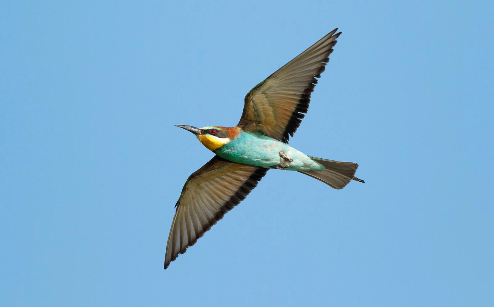 Imagen del artículo Medio Natural conmemora el Día Mundial de las Aves Migratorias, que este año se centra en la importancia de los insectos para conservarlas