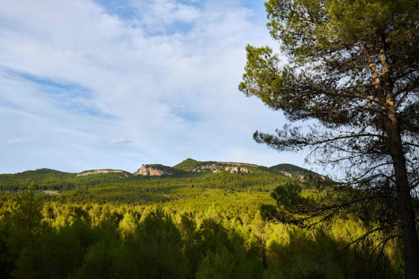 Imagen del artículo Medio Ambiente mejorará la biodiversidad de dos masas forestales ubicadas en el interior del Parque Regional de la Sierra de El Carche