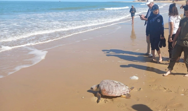 Imagen del artículo La colaboración entre Junta y pescadores devuelve otras dos tortugas al mar