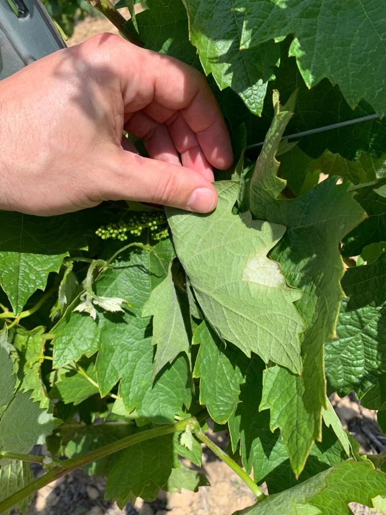 Imagen del artículo La Consejería de Agricultura confirma la identificación en San Asensio de las primeras manchas de mildiu en un viñedo riojano