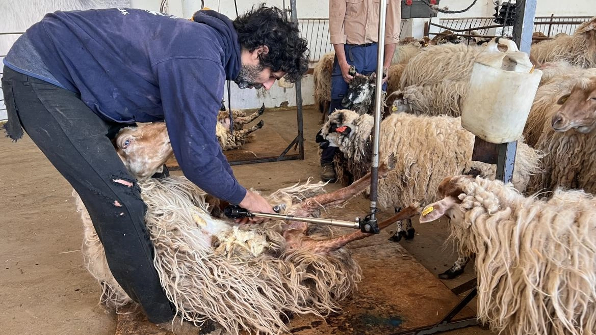 Imagen del artículo La Comunidad de Madrid celebra una jornada de esquileo para asegurar el bienestar de 300 ovejas ante el calor estival
