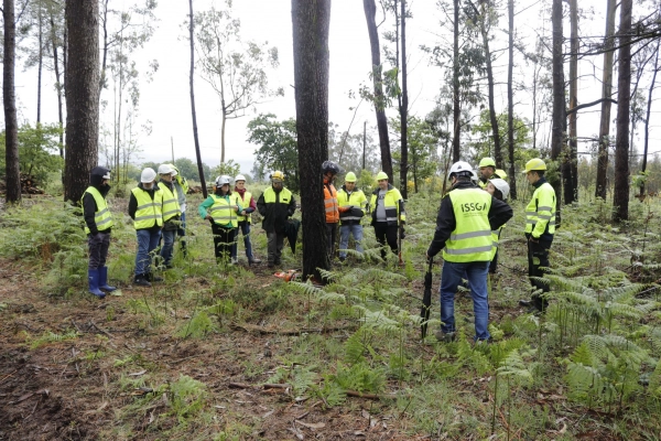 Imagen del artículo A Xunta aposta pola formación para previr os riscos laborais nos labores de aproveitamento forestal