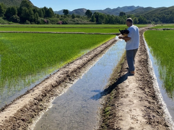 Imagen del artículo El Gobierno regional y la DOP de Calasparra avanzan en la estrategia para reducir el uso de fitosanitarios químicos en el cultivo del arroz