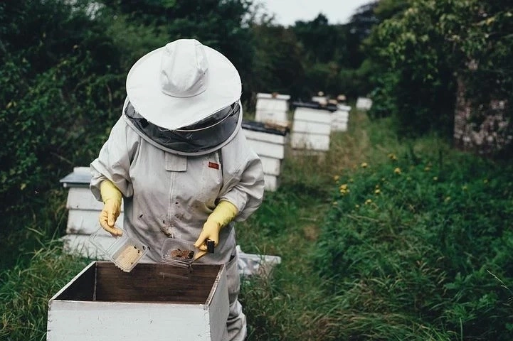 Imagen del artículo El Gobierno convoca las ayudas para mejorar la producción y comercialización de la miel en Cantabria