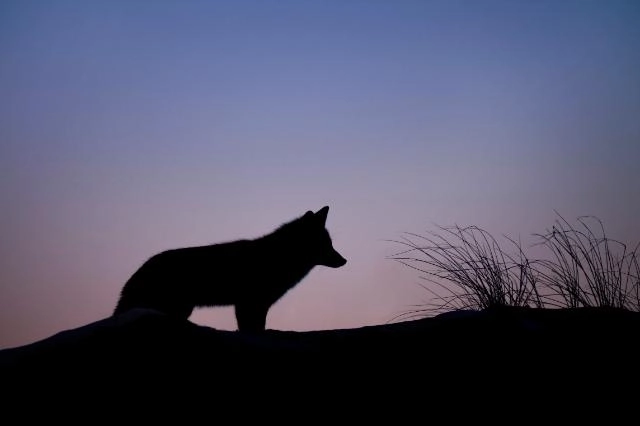 Imagen del artículo Trámite de Audiencia. Decreto por el que se aprueba el Plan de Gestión del lobo (Canis Lupus) en La Rioja y su coexistencia con la ganadería extensiva.