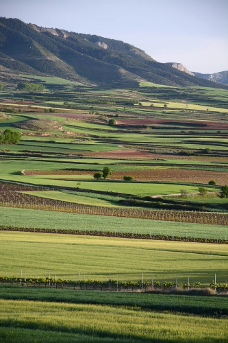 Imagen del artículo El Gobierno de La Rioja solicita a los Ministerios de Agricultura y para la Transición Ecológica y el Reto Demográfico la convocatoria urgente de sendas Conferencias Sectoriales presenciales