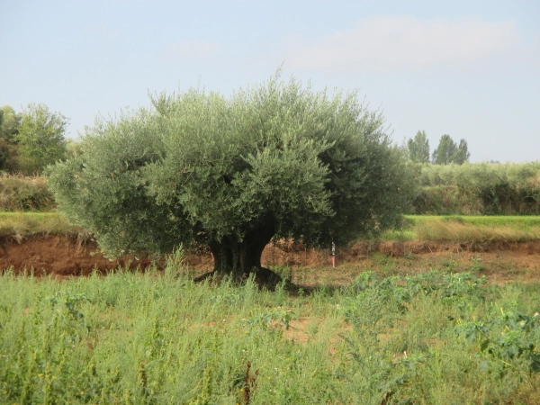 Imagen del artículo El Gobierno de La Rioja amplía el presupuesto destinado a las ayudas de agricultura ecológica del Programa de Desarrollo Rural para apoyar todas las solicitudes presentadas