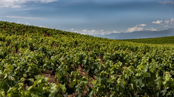 Imagen del artículo El Ministerio de Agricultura comunica al Gobierno de La Rioja que todas las parcelas de cosecha en verde han sido admitidas y les corresponde la ayuda solicitada