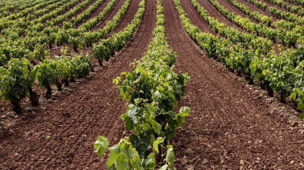 Imagen del artículo El Gobierno de La Rioja comunica al Ministerio de Agricultura 985 hectáreas de viñedo admisibles para la cosecha en verde por una ayuda total de 3,7 millones de euros