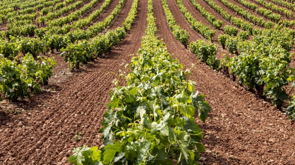 Imagen del artículo El Gobierno de La Rioja recibe 350 solicitudes para las ayudas de cosecha en verde para 1.188 hectáreas registradas con un presupuesto solicitado de 4,32 millones de euros