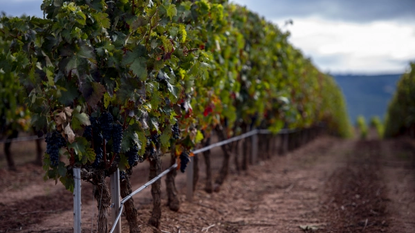 Imagen del artículo El ICVV organiza una red de investigación sobre 'Recursos genéticos para la adaptación de la viticultura a la crisis climática' junto con entidades de 14 comunidades autónomas