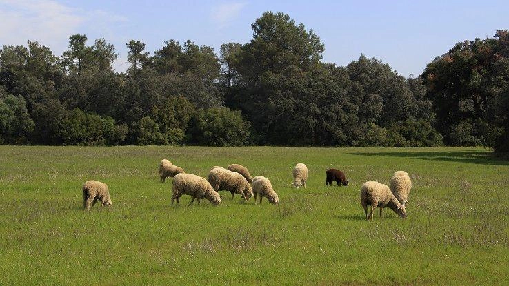 Imagen del artículo La Junta amplía el plazo para realizar pastoreo controlado con ganado ovino como medida de prevención de incendios forestales