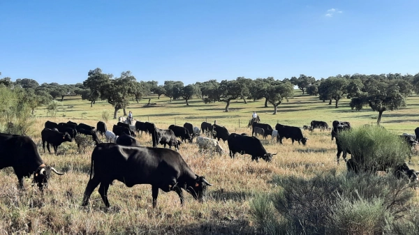 Imagen del artículo Alumnas del Centro de Formación Rural de Moraleja acompañan a ganaderos de Ávila en una ruta trashumante desde Trujillo