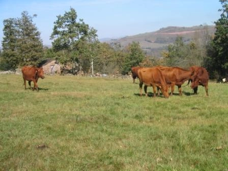 Imagen del artículo El Gobierno destina 750.000 euros a fomentar la producción lechera de ganado bovino, ovino y caprino ligada a tierra