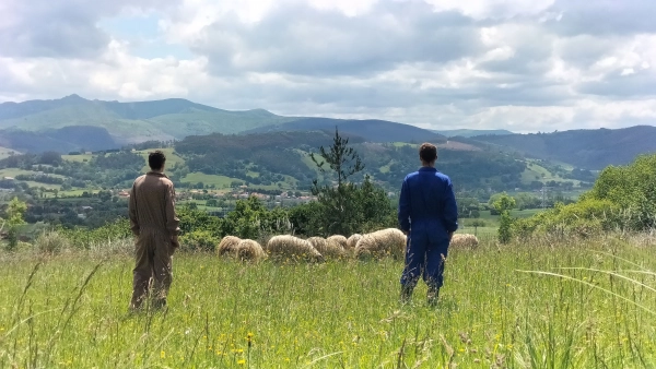 Imagen del artículo El Parque de la Naturaleza de Cabárceno y el CIFP La Granja ponen en marcha un proyecto de pastoreo de oveja autóctona
