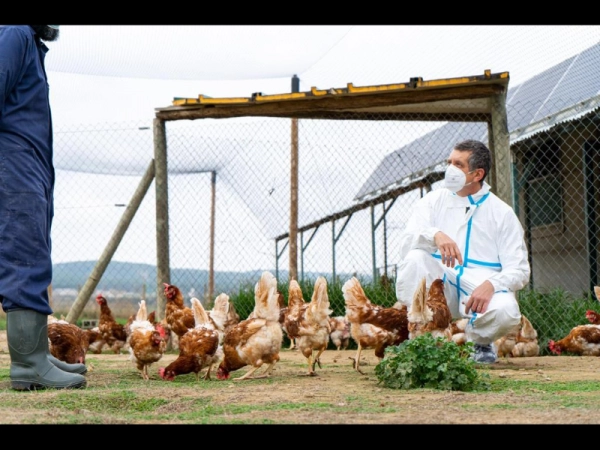 Imagen del artículo El proper 10 de març es donarà per controlat i extingit el focus de grip aviària que va afectar una granja de galls dindi de la comarca de les Garrigues