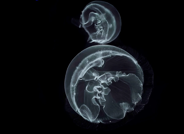 Imagen del artículo El Museo Marítimo del Cantábrico acoge la exposición 'Observar y descubrir con siete márgenes de la fauna marina'