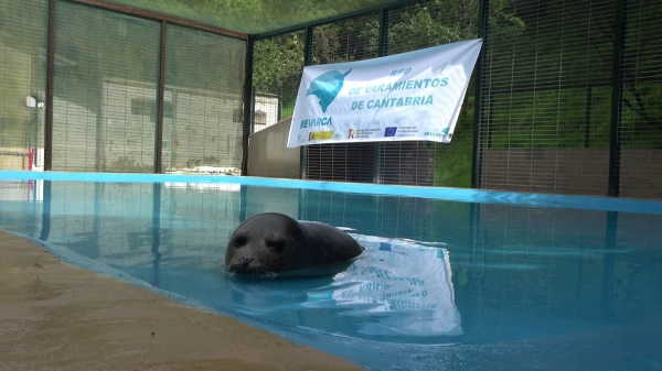 Imagen del artículo El Gobierno de Cantabria refuerza y moderniza su red de actuaciones ante los varamientos de cetáceos en la costa