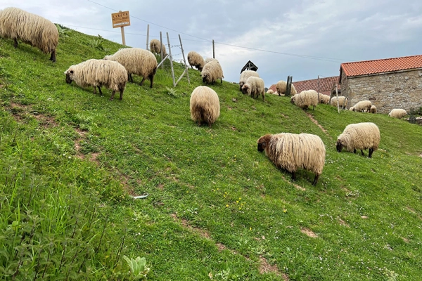 Imagen del artículo Cantabria participa en el proyecto ECOSPAS sobre los beneficios del pastoreo tradicional para la biodiversidad, la huella de carbono y el desarrollo socioeconómico