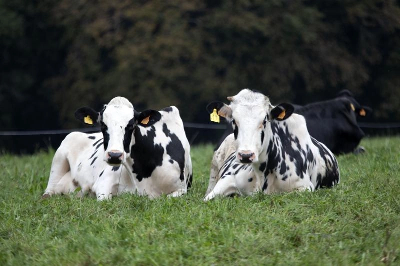 Imagen del artículo A Xunta convoca a XIV edición dos Premios ao desenvolvemento rural cunha dotación total de 80.000 euros para oito categorías